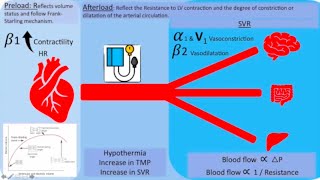 Inotropes and vasopressors Which one to pick  part 1 [upl. by Andersen]