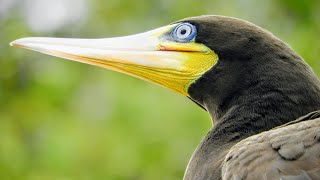 Atobápardo  Sula leucogaster 🙂 [upl. by Iramo]