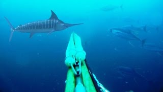 Blue Water Spearfishing Pesca Sub com Diego Santiago [upl. by Karwan]