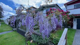 Beautiful Wisteria tree in East Vancouver [upl. by Dniren]