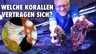 Welche Korallen vertragen sich  Fauna Marin [upl. by York]