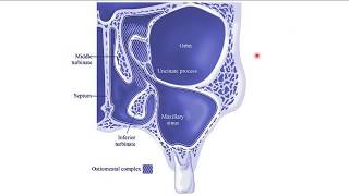 Osteomeatal Unit ENT [upl. by Crary]