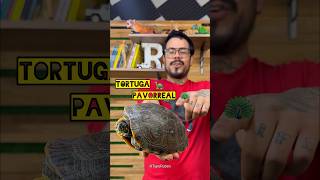 Tortuga Pavorreal 🦚🫨🐢 viral turtle tortoise reptile mexico [upl. by Eseerehc619]