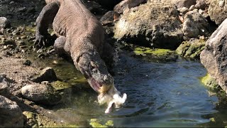 Komodo dragons swallow wild ducks in the river komodonationalpark amazing swallows komodo [upl. by Fan54]