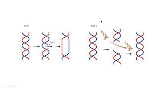 Topoisomerase I II molecular biology mp4 [upl. by Aerdnahc]