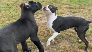 Introducing CANE CORSO Puppy to Other Dogs SOCIALIZING to Prevent Aggression [upl. by Htebiram]