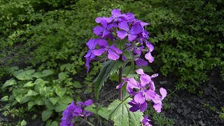 SCIENTIFIC NAME  Lunaria Flower [upl. by Nisotawulo]