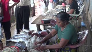 NEGOMBO FISH MARKET [upl. by Assela]