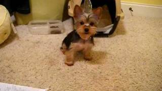 New Yorkie puppy [upl. by Llerrod]