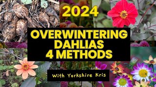 Overwintering Dahlias 4 Methods [upl. by Estella230]