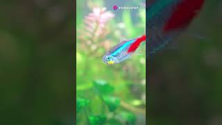 3 important rules for neon tetra breeding  aquarium fishtank [upl. by Hsoj31]