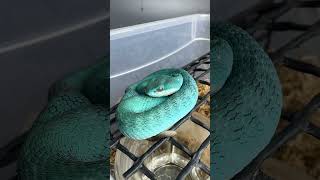 Островная куфия Trimeresurus insularis [upl. by Aihsenet]