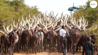 Los Agricultores Crían Millones De Ganado De Cuernos Largos De Esta Manera  Granja De Vacas [upl. by Atiuqcir]