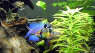 Electric Blue Ram and Female GBR Mating [upl. by Saxena]