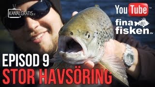 Fina Fisken TV  EPISODE 9  Big Sea Trout English Subtitles [upl. by Carbo435]