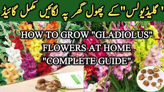 How to grow quotGLADIOLUSquot at home Complete Guide  TubssamTerraceGarden Gardening [upl. by Kris407]