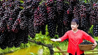 1616 days  Harvest black forest berries in farm  cook tasty fruit cakes in village [upl. by Gentille492]