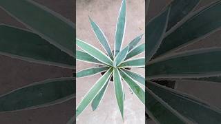 Century Plant  Agave Angustifolia rooftoprooftopgarden [upl. by Yht]