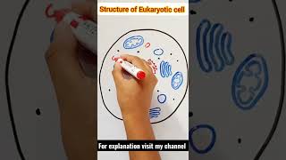 Structure of Eukaryotic Cell  Difference between Eukaryotes and Prokaryotes biology diagram [upl. by Mikkel]