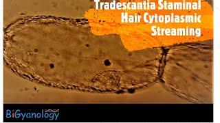 Cytoplasmic streaming through Plasmodesmata in Tradescantia [upl. by Stetson743]