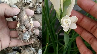 How to Grow and Care Double Tuberose Bulb With Updates  Rajnigandha  Polianthes Tuberosa [upl. by Barn]