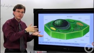 Cell Membrane  Cell Wall [upl. by Phia]