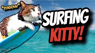 SURFING KITTY [upl. by Tnahs]