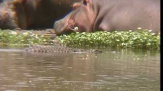 Nilpferde und Krokodile in Kenia 4mpg [upl. by Cyril]