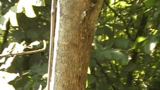 White Ash identification video  Fraxinus Americana [upl. by Oluas48]