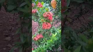 Ixora flower [upl. by Spindell109]