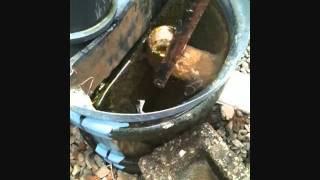 Aquaponics Clarifier Using 5 Gallon Water Jug [upl. by Ahseiyk]