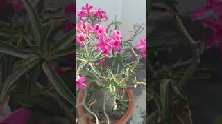 adenium flower with seedpods 03112024 [upl. by Lleihsad852]