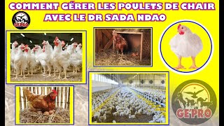 Réussir un élevage de poulets de chair avec le Dr Sada Ndao [upl. by Penny450]