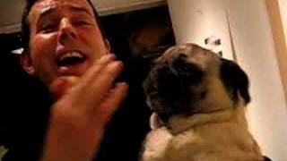 BEST PUG HOWL EVER penny the pug sings quottake me out to the ballgamequot please subscribe [upl. by Anisamoht107]