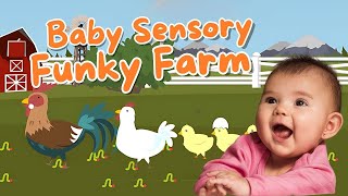 Funky Farm Chickens Baby Sensory Video [upl. by Mcquillin]