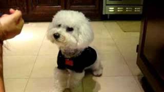 Bichon Puppy counts and adds [upl. by Daryle296]