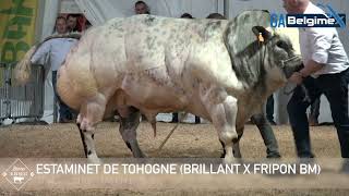 ESTAMINET DE TOHOGNE 2023 [upl. by Dodge]