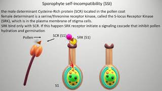 Selfincompatibility  types and mechanism Gametophyte self incompatibility GSI [upl. by Georglana]