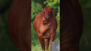 Cow video । Amba cowvideos amba shorts tik tok cow funny video। [upl. by Atilam]