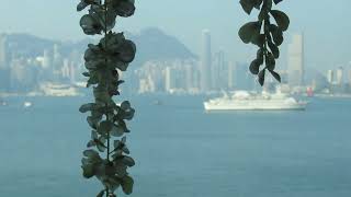 Stunning Sights of Hong Kong from the Westerdam Cruise Ship [upl. by Aserret334]