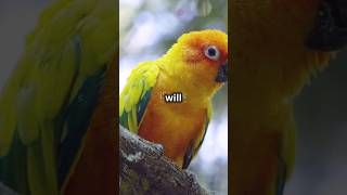 The lost Carolina parakeet carolinaparakeet facts youtubeshorts shortsvideo shortsfeed shorts [upl. by Ettedo]