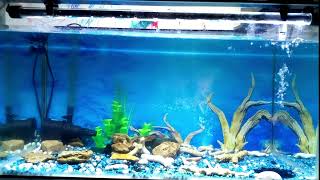 Relaxing With Asmr Siamese fighting fish  Betta fish in the aquarium [upl. by Demodena753]