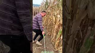 Essential Tools for Rural Farmer  Practical Use of Farming 🌽🌽Tools shorts youtubeshorts [upl. by Nhguaved]