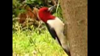 REDHEADED WOODPECKER AND ITS CALLAVI [upl. by Dareg]