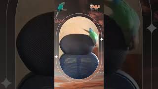 Funniest Parrot 🦜shorts birds parrot funny nature trending yt cute wildlife pets love [upl. by Oihsoy42]