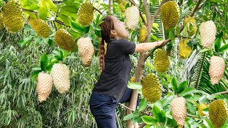 Harvesting Golden Soursop  Make Pearl Soursop Goes to the market sell  Lý Thị Hoa [upl. by Rossuck361]