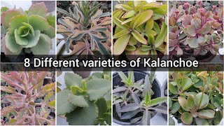 8 different types of Kalanchoe with their names  Different Kalanchoe names  Humaira Gardening [upl. by Fisa]