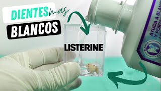 Blanquea tus dientes en 5 dias con LISTERINE WHITENING [upl. by Petite371]