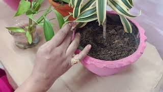 Dracaena Fragrans plant care and guide [upl. by Mathur919]