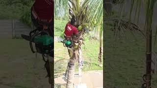 Sabarinathan tree cutter in pattukkottai [upl. by Nois]